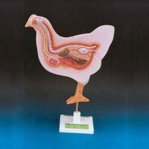 Bird Dissection